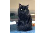 Adopt Midnight a All Black Domestic Mediumhair / Mixed (long coat) cat in