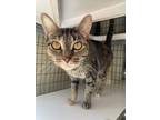 Adopt Teagan a Domestic Shorthair / Mixed (short coat) cat in Kalamazoo