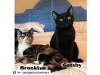 Adopt Gatsby and Brooklyn a Black (Mostly) American Shorthair / Mixed (long