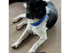 Adopt Briggs a White - with Tan, Yellow or Fawn Border Collie / Mixed dog in St.