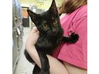 Adopt Jerry a All Black Domestic Shorthair / Mixed (short coat) cat in Dickson