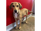 Adopt Sarge a Brown/Chocolate Hound (Unknown Type) / Mixed dog in Fernandina