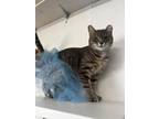 Adopt Gwen a Gray or Blue Domestic Shorthair / Domestic Shorthair / Mixed cat in