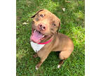 Adopt Bronson a Brown/Chocolate American Pit Bull Terrier / Mixed dog in Kansas