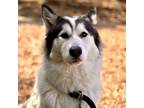 Adopt AXEL previously Diego a White - with Tan, Yellow or Fawn Siberian Husky /