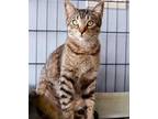 Adopt Josie a Brown Tabby Domestic Shorthair / Mixed (short coat) cat in Los