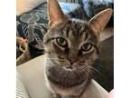 Adopt Danny - Foster a Gray or Blue Domestic Shorthair / Mixed cat in Walker