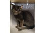 Adopt Fearless a All Black Domestic Shorthair / Mixed (short coat) cat in