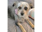 Adopt Piper a Tricolor (Tan/Brown & Black & White) Terrier (Unknown Type