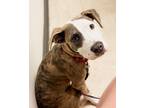 Adopt Fritz a Brindle - with White American Staffordshire Terrier / Labrador