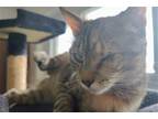 Adopt Lucy a Tortoiseshell Domestic Shorthair / Mixed (short coat) cat in