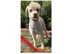 Adopt Brooklyn a White Poodle (Miniature) / Mixed dog in Inglewood