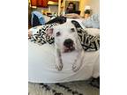 Adopt Porsche a White - with Black Dogo Argentino dog in New York, NY (38961731)