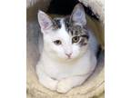 Adopt Rendi a Domestic Shorthair / Mixed (short coat) cat in Novato