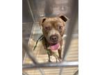 Adopt BLUE a American Staffordshire Terrier, Mixed Breed