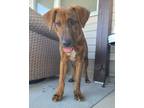 Adopt Hugo a Brindle Labrador Retriever dog in Evansville, IN (39035074)