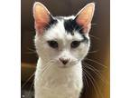 Adopt Jimothy Cobblepot a Domestic Shorthair / Mixed cat in Lexington