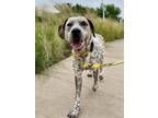 Adopt COUNT COOKIEDOUGH a Pointer, Mixed Breed