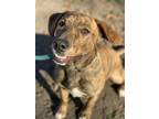 Adopt Sage (6mo, 30lbs) a Hound (Unknown Type) / Mixed dog in Hinton