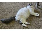 Adopt Sophie a White (Mostly) Domestic Longhair / Mixed (long coat) cat in