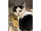 Adopt Kelp a White Domestic Shorthair / Domestic Shorthair / Mixed cat in