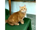 Adopt Linus a Orange or Red Domestic Shorthair / Domestic Shorthair / Mixed cat