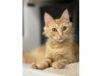 Adopt Lily Rose a Orange or Red (Mostly) Domestic Mediumhair / Mixed cat in