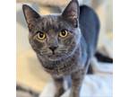 Adopt Toby a Russian Blue, American Shorthair