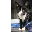 Adopt Howie a All Black Domestic Shorthair cat in Johnstown, PA (39027588)