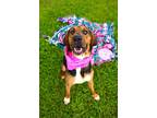 Adopt Paisly a Bloodhound / Coonhound / Mixed dog in Indiana, PA (39032526)