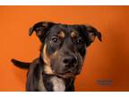 Adopt Theo a Black Rottweiler / Mixed Breed (Large) / Mixed dog in Kokomo