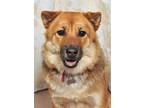 Adopt Gimlet a Tan/Yellow/Fawn Shiba Inu / Chow Chow dog in Sarasota