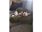Adopt Marshmallow & George a Gray or Blue American Shorthair / Mixed (short