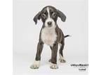 Adopt Bruiser a Mixed Breed (Medium) / Mixed dog in Mcclellanville
