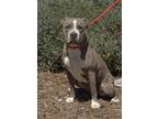 Adopt Ms. West* a American Pit Bull Terrier / Mixed dog in Pomona, CA (39050812)