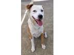 Adopt Bull* a Pit Bull Terrier / Australian Cattle Dog / Mixed dog in Pomona