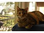 Adopt Purcy a Domestic Shorthair (short coat) cat in Skippack, PA (39000966)