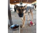 Adopt Flaca a German Shepherd Dog / Mixed dog in San Tan Valley, AZ (38937931)