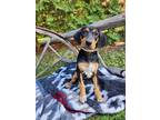 Adopt Nugget a Bluetick Coonhound / Mixed dog in new london, WI (39071919)