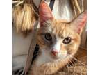 Adopt Tumeric a Orange or Red Domestic Shorthair / Mixed cat in Bentonville