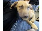 Adopt Wilbur Tyke 55745 a Tan/Yellow/Fawn Labrador Retriever / Mixed dog in