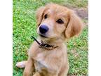 Adopt Bonnie a Mixed Breed (Medium) / Mixed dog in Rancho Santa Fe
