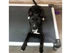 Adopt Starry a Mixed Breed (Medium) / Mixed dog in Rancho Santa Fe