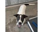 Adopt Lincoln a Mixed Breed (Medium) / Mixed dog in Rancho Santa Fe