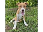 Adopt Drake a Tan/Yellow/Fawn Mixed Breed (Medium) / Mixed dog in Huntsville