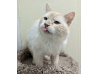 Adopt 10 the grease a Cream or Ivory Domestic Mediumhair / Siamese / Mixed cat