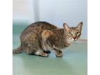 Adopt Tabby a Brown Tabby Domestic Shorthair / Mixed (short coat) cat in