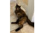 Adopt Ava a Tortoiseshell Domestic Mediumhair (medium coat) cat in Ypsilanti