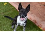 Adopt Winnie a Brown/Chocolate Australian Cattle Dog / Mixed dog in Sedona