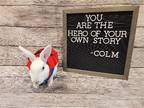 Adopt Colm a White Mini Rex / Mixed (short coat) rabbit in Columbus